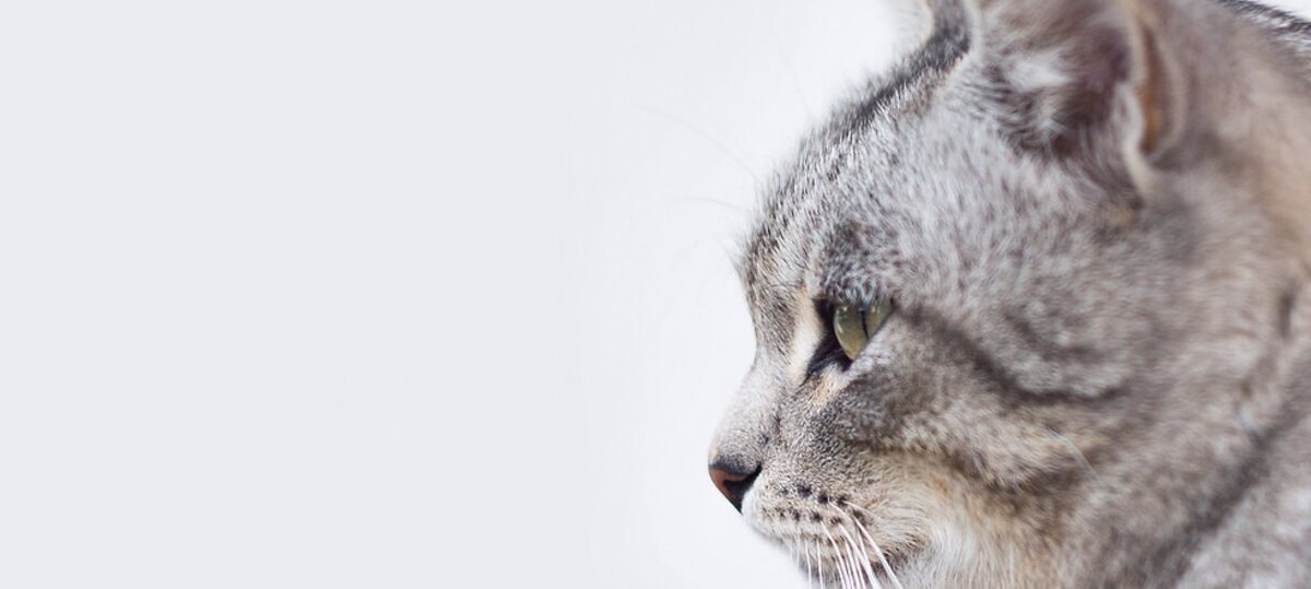 Gato cinzento observando o ambiente