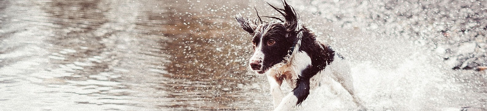 Imagem ilustrativa de profissionais de medicina veterinária comportamental